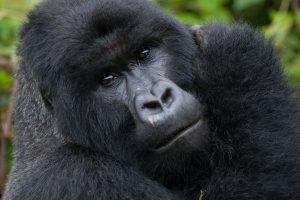 Gorille des montagnes mâle au Rwanda