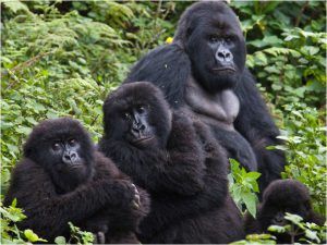 Photo de groupe de gorilles des montagnes aux Virungas