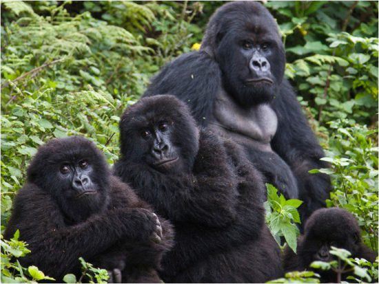 gorilla group