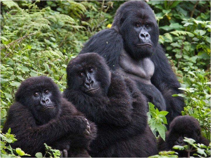 A gorilla family in Rwanda, Africa