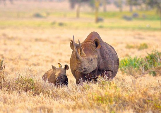 Rhino mother and baby