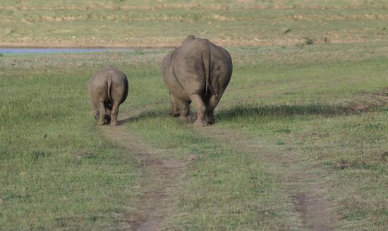 Mother and baby rhino walking together