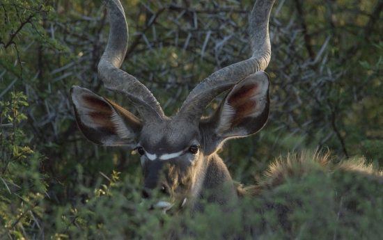 A closeup of a nyala int he bush