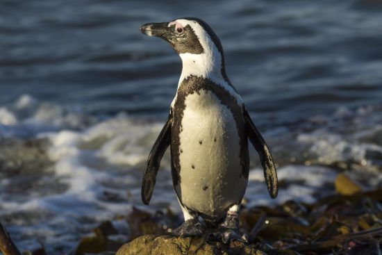 A close up of a penguin in South Africa