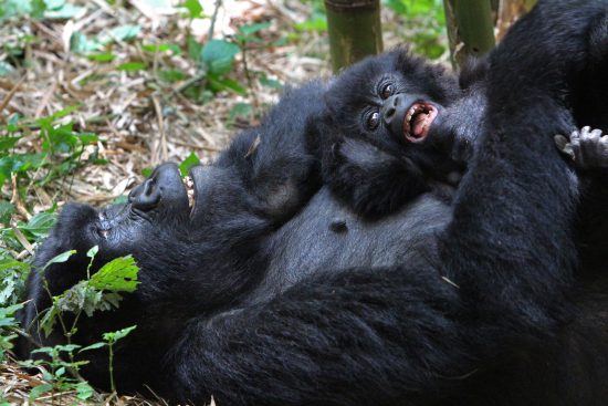 gorilla mama and her baby