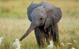 animaux nouveaux-nés d'Afrique - éléphant