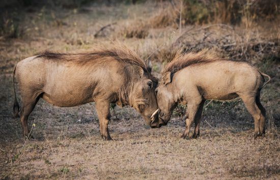 Mother and baby warthog seeing eye to eye