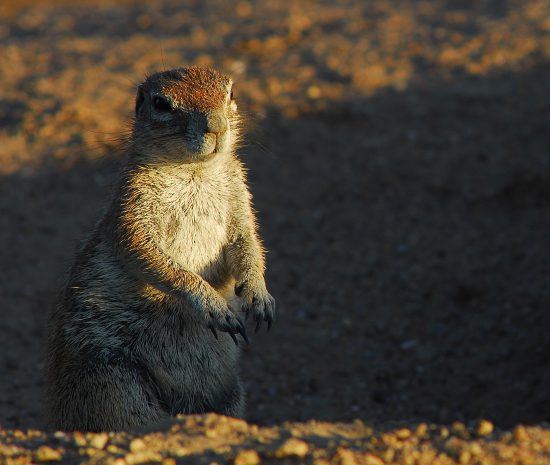 Ground squirrel