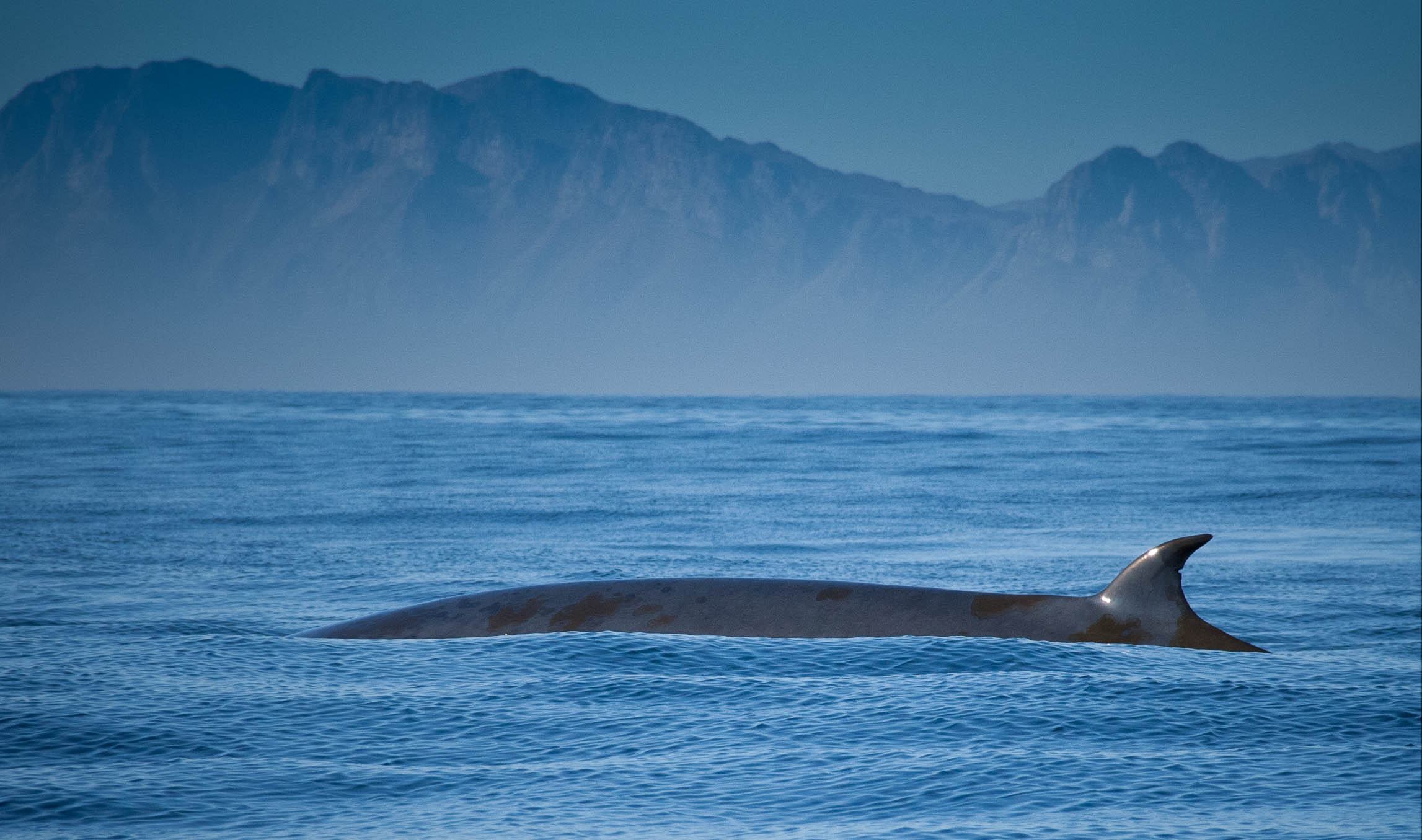 Bryde's whale