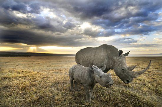 Rhino and her baby walking under the dark clouds