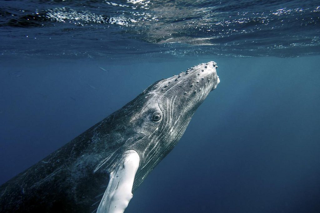 Hump back whale in South Africa