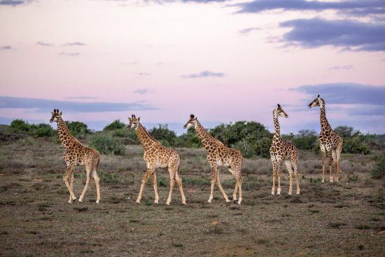 A group of giraffe walking in the savannah