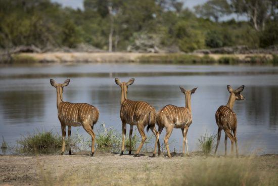 The backs of Nyala