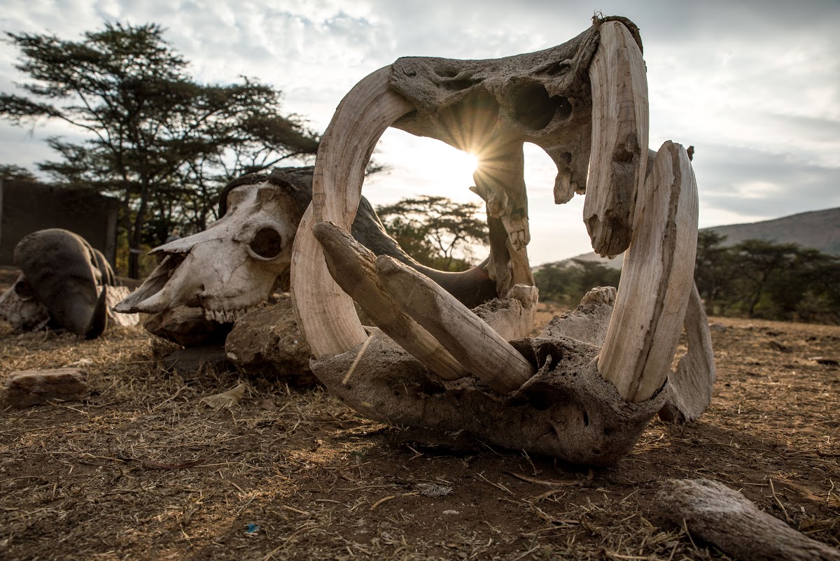 Animal bones and skulls in the wild