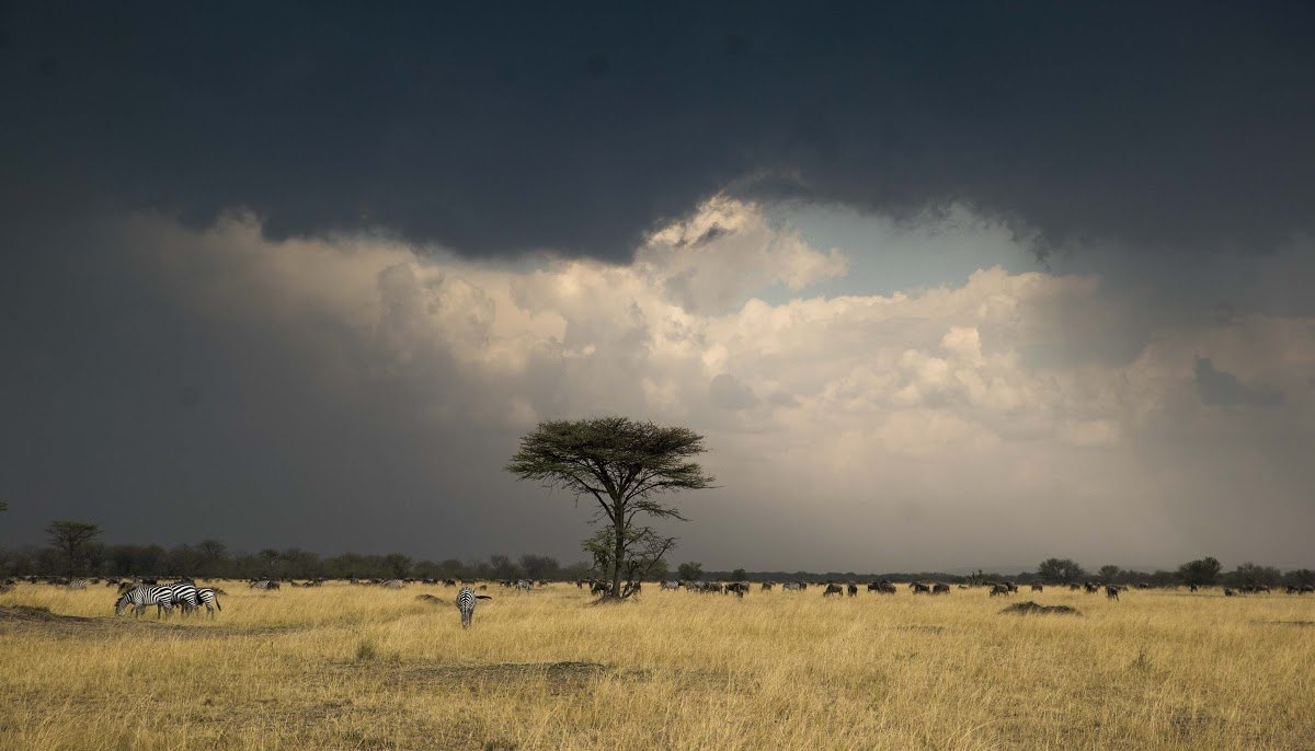 Paisagem conta com zebras à esquerda, árvore no meio e nuvens escuras acima