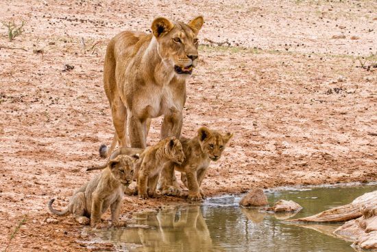 Cubs and mother about to drink