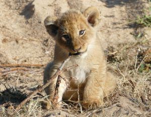 animaux nouveaux-nés d'Afrique - lion