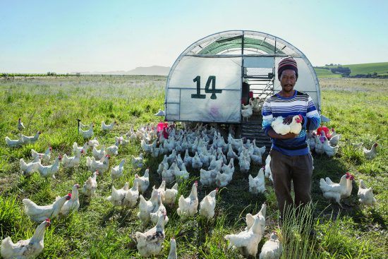 Spier is ultimatrely a farm, with a range of produce