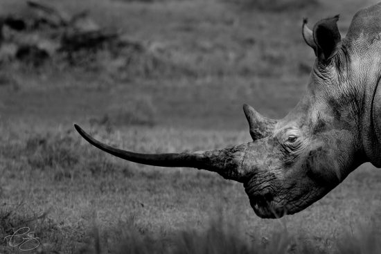 Schwarz-weiss Aufnahme Nashorn