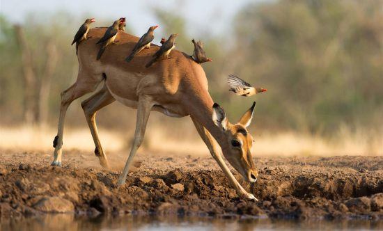 Impala at waterhole with red billed buffalo weavers