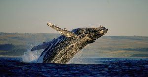 Baleine, l'un des "Big 5 de l'Océan", sautant hors de l'eau à Hermanus, le Cap