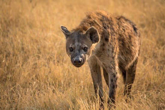 Hyena