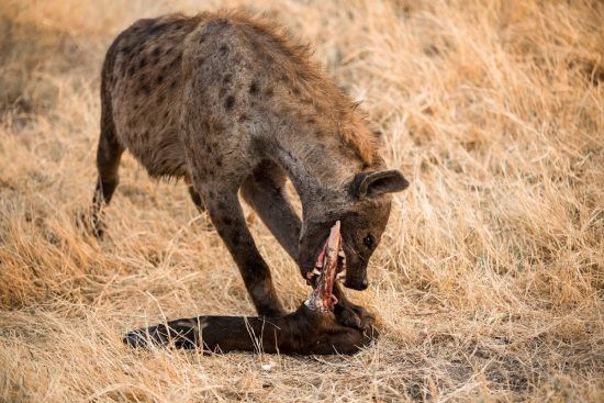 Hyena eating