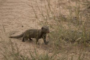 animaux nouveaux-nés d'Afrique - belette