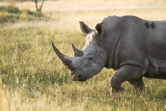 Rhino walking in grass with Oxpecker birds 