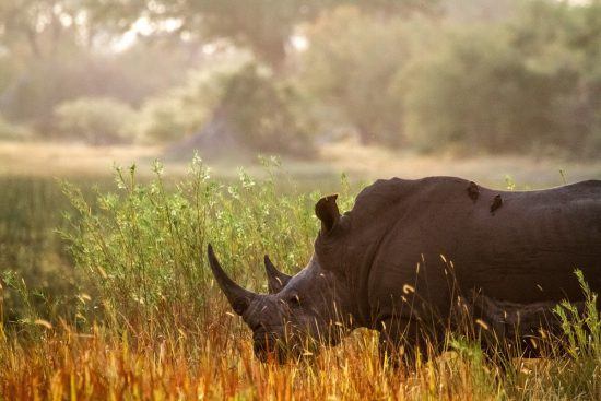 Rhino walking through long grass in sun light