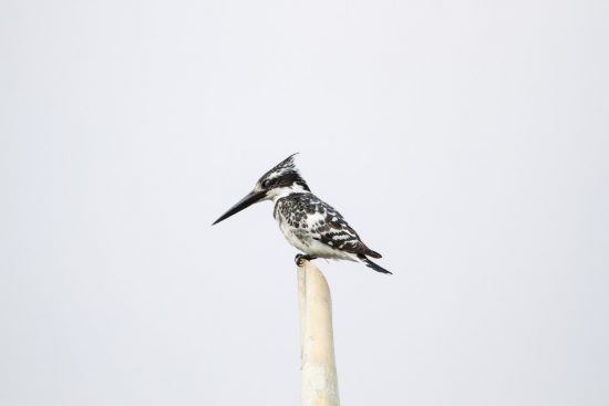 Pied kingfisher