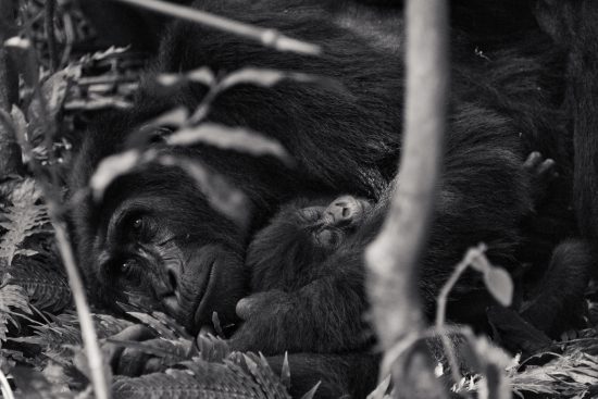 A gorilla sleeping with her baby