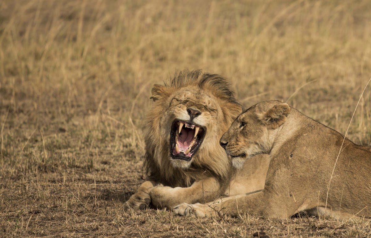 The kings of the savannah: Lions