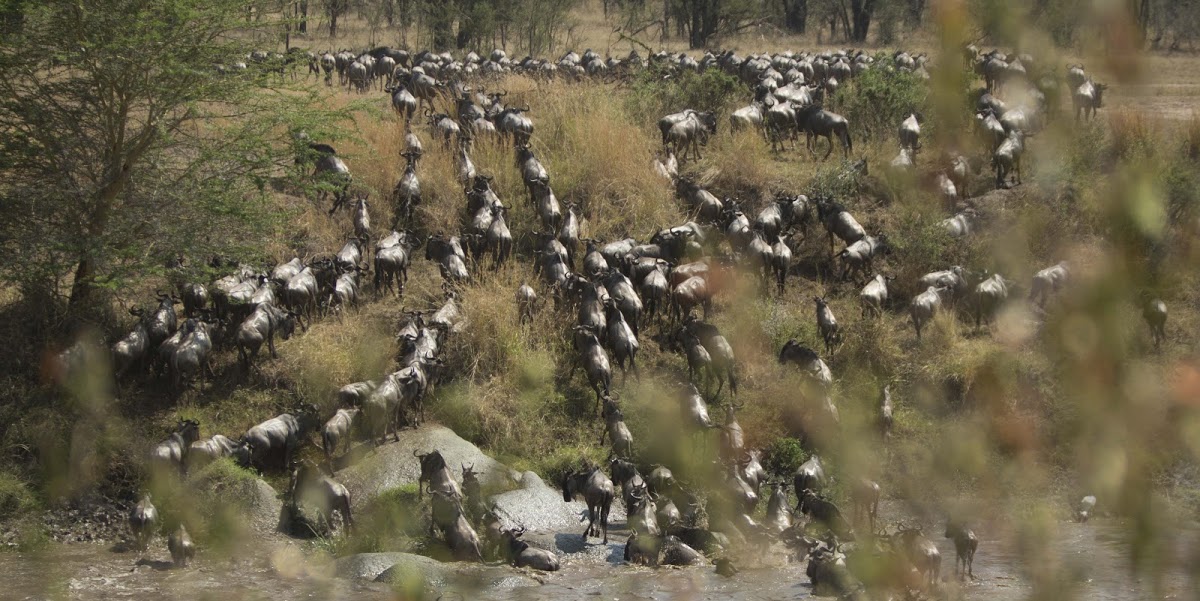 Gnus correndo em busca de gramados mais verdes