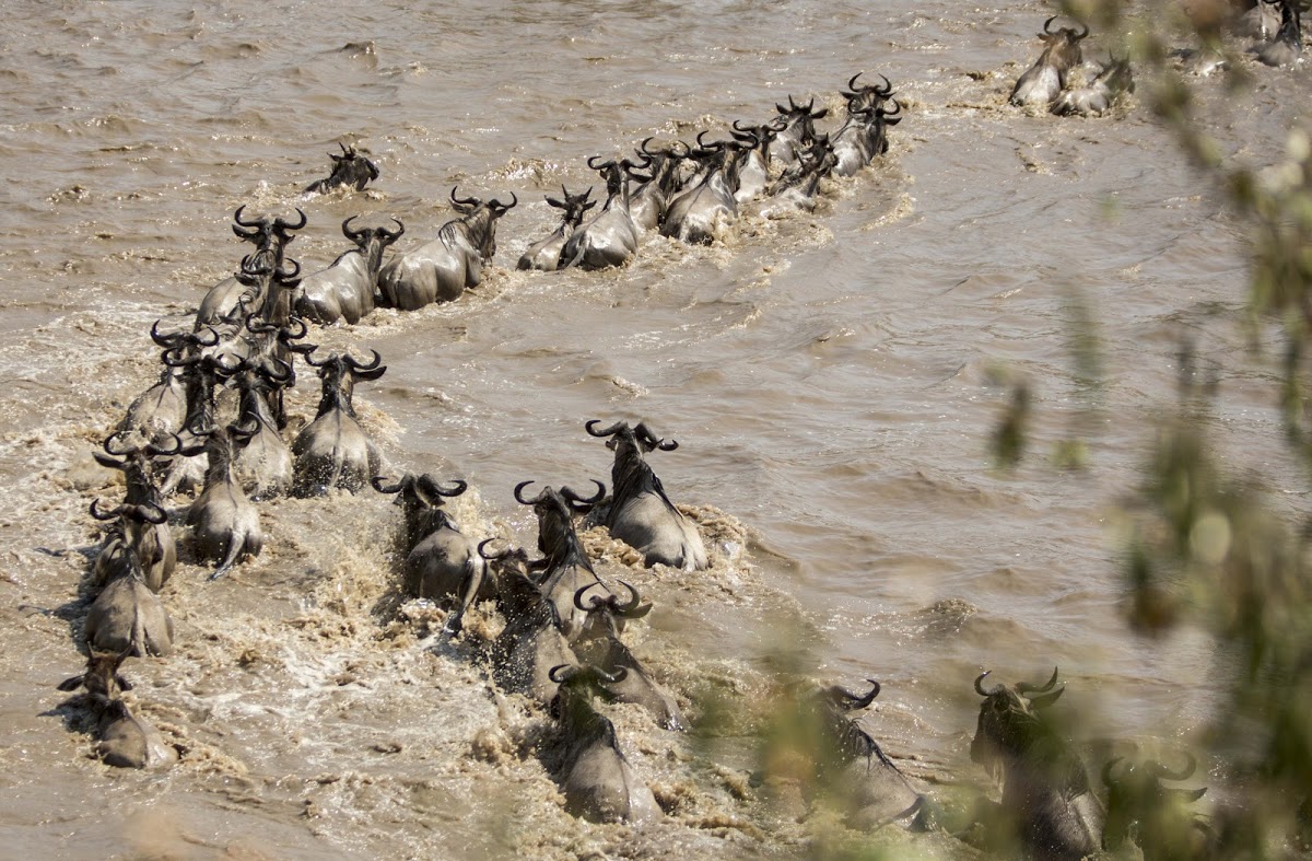 Wildebeest fighting a river current during the Wildebeest Migration