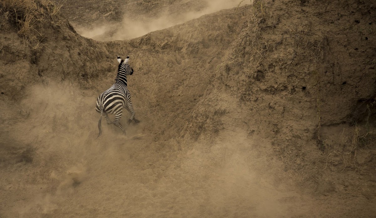 Zebra sprinting to join the herd after crossing the river