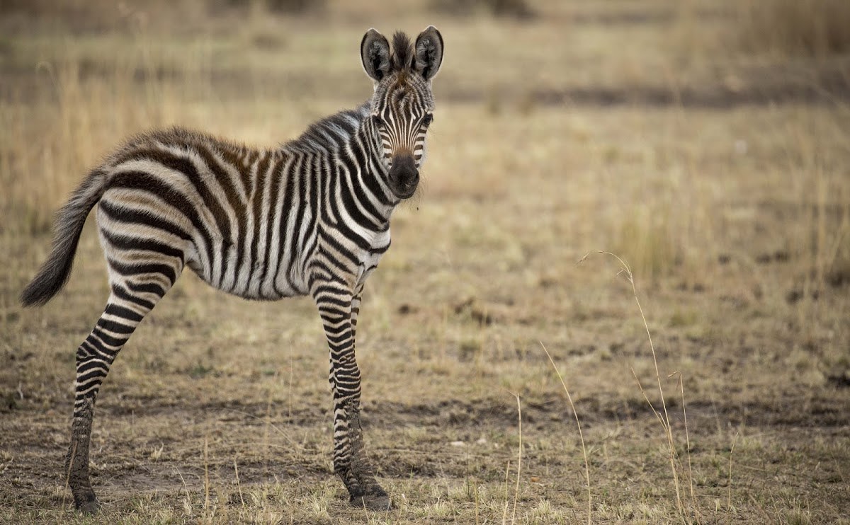 Young Zebra foal during the Great Migration