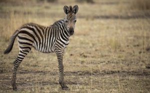 animaux nouveaux-nés d'Afrique - zèbre