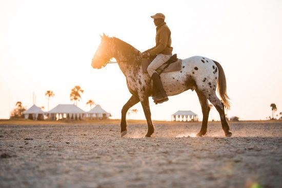 A horse in Namibia