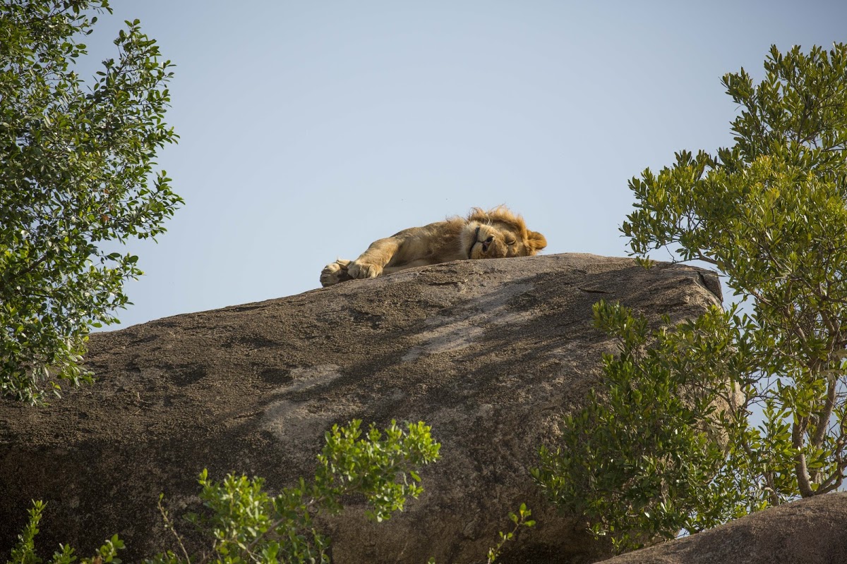 Lion sunbathing on top of a rock