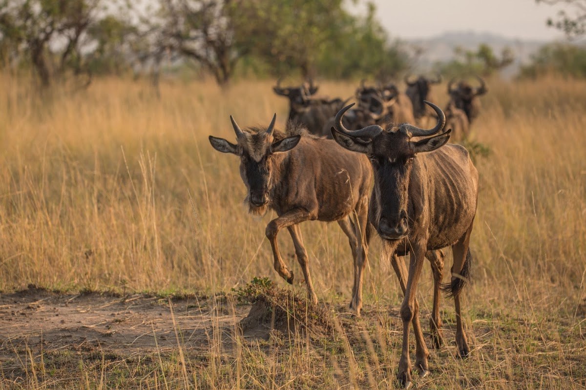 Gnus caminham juntos em direção à câmera