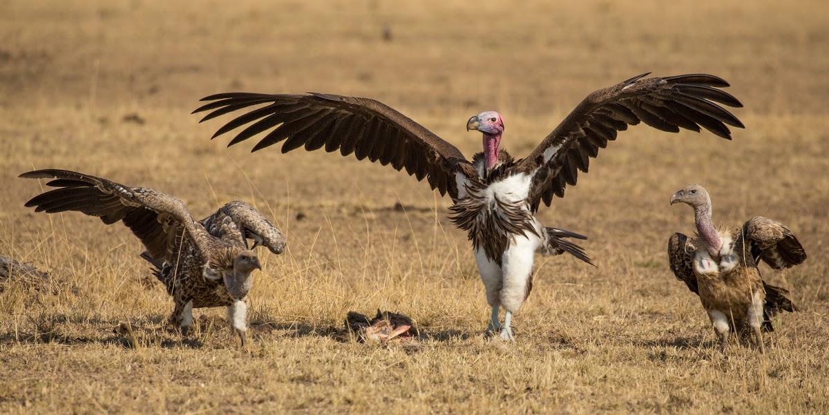 Vultures waiting for their turn to feed