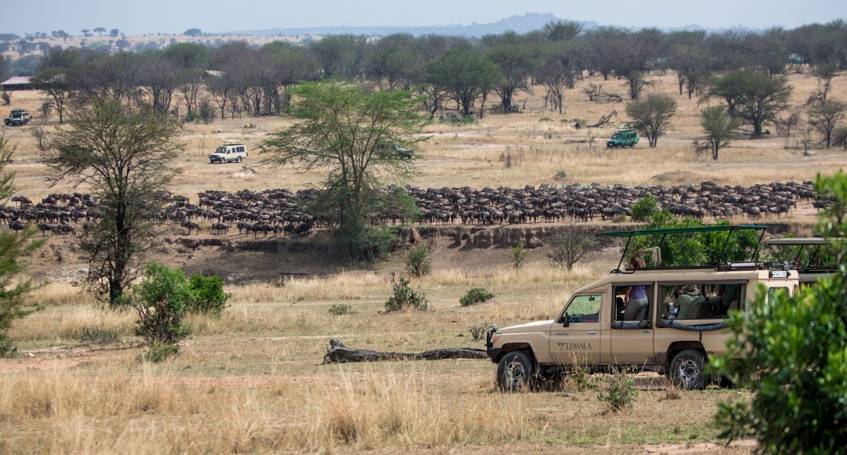 Safari vehicles observing the Great Migration