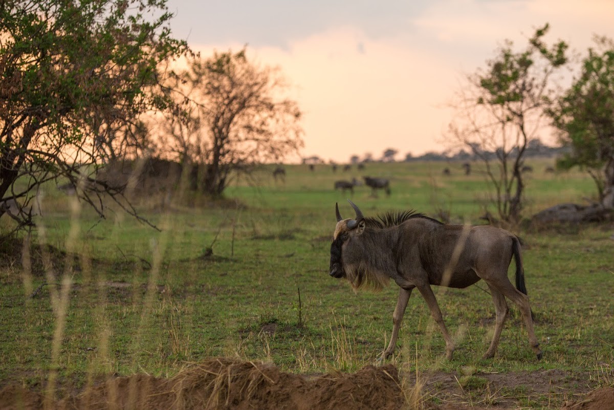 Wildebeest wandering in the savannah during the Great Wildebeest Migration