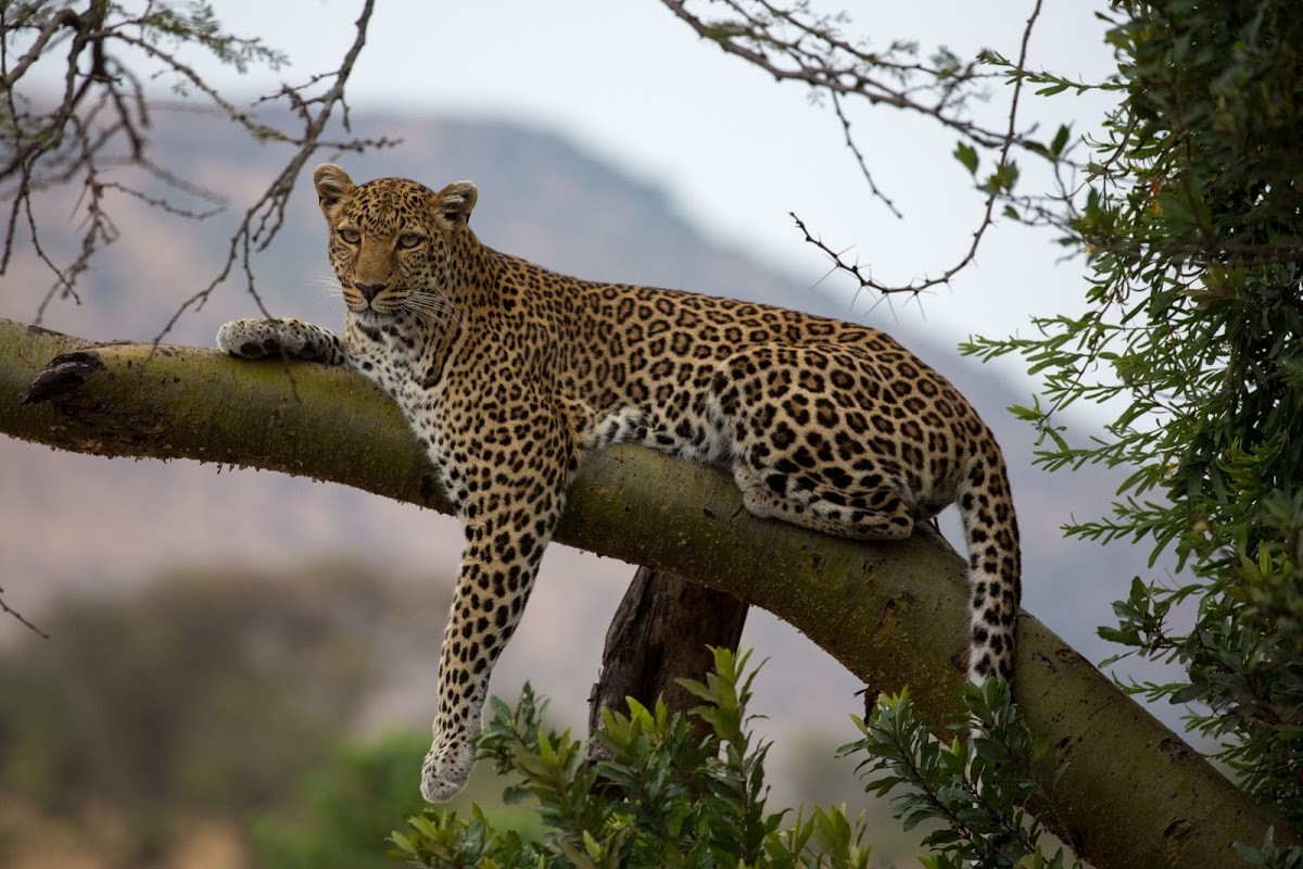 Leopard hanging out in his favourite spot