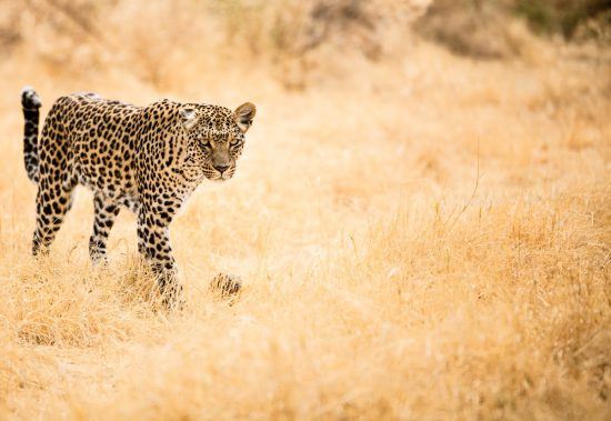 A beautiful picture of a leopard walking in the grass