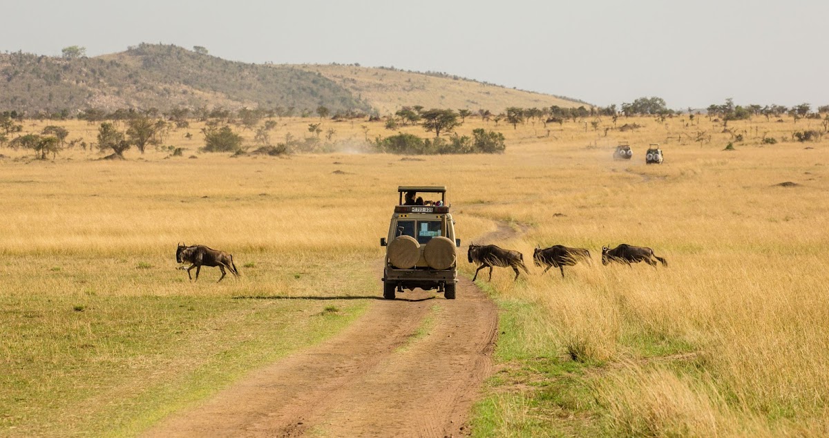 Wildebeests crossing the road in front of a jeep