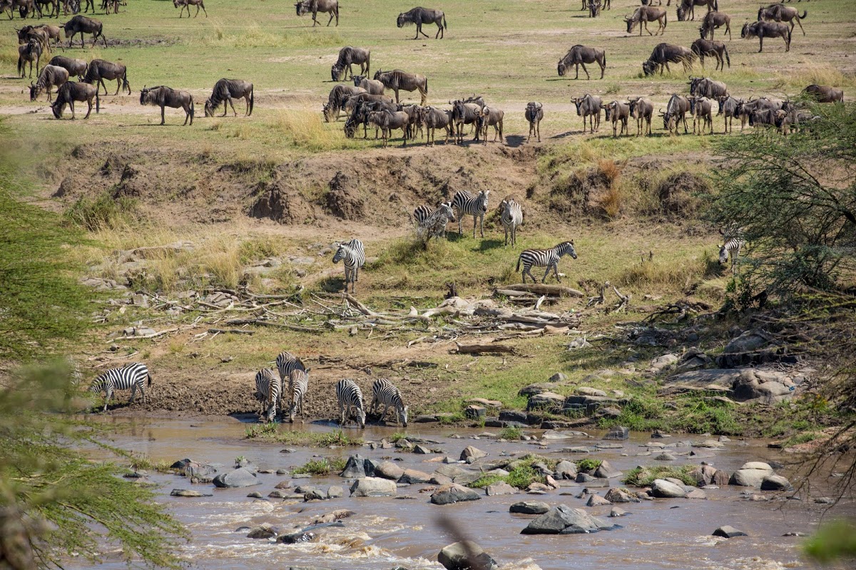 Herds of zebras and wildebeests during the Great Migration