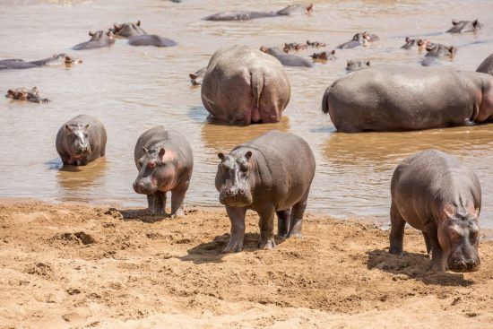 Hippo wallowing in the water and mud