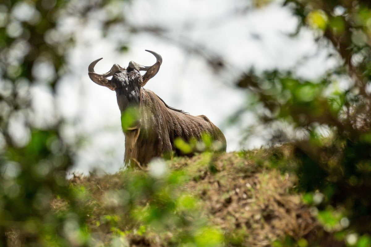 Scared wildebeest looking at the Mara river